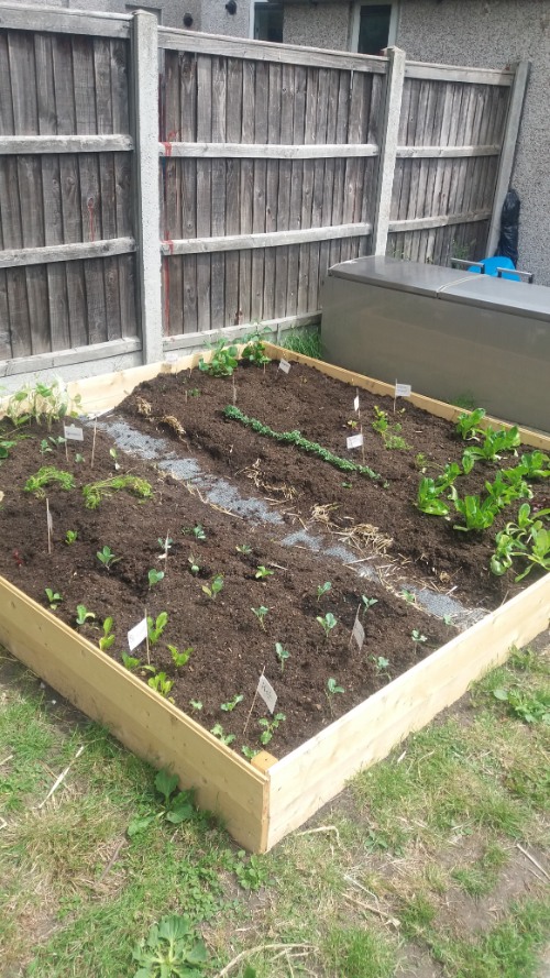 How to Build a Raised Vegetable Bed