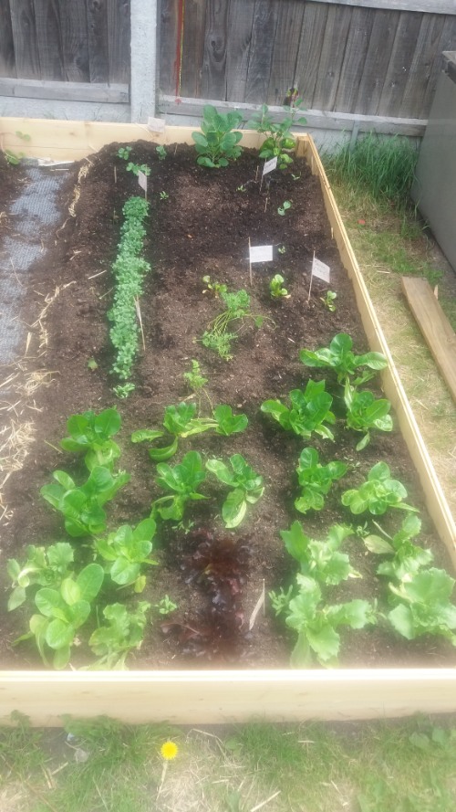 How to Build a Raised Vegetable Bed-growing