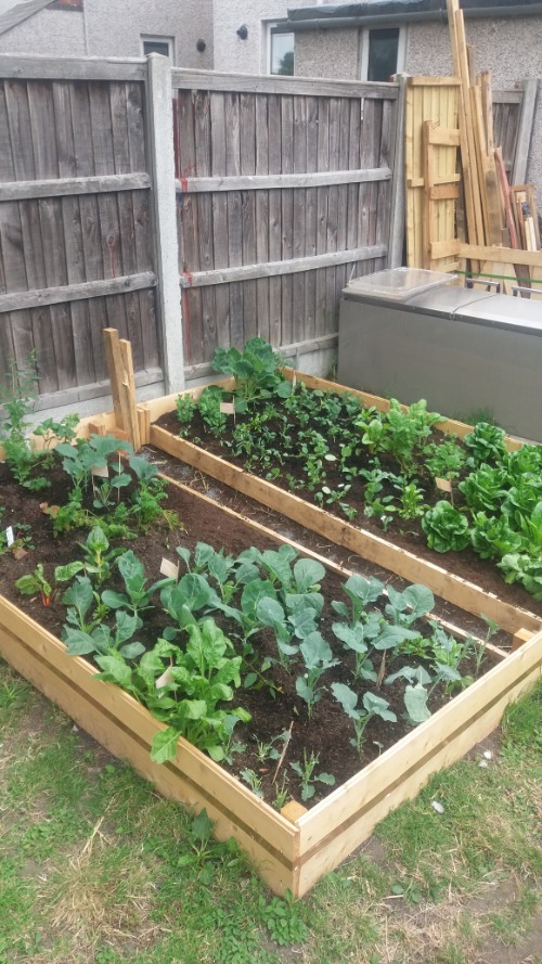 How to Build a Raised Vegetable Bed-growing