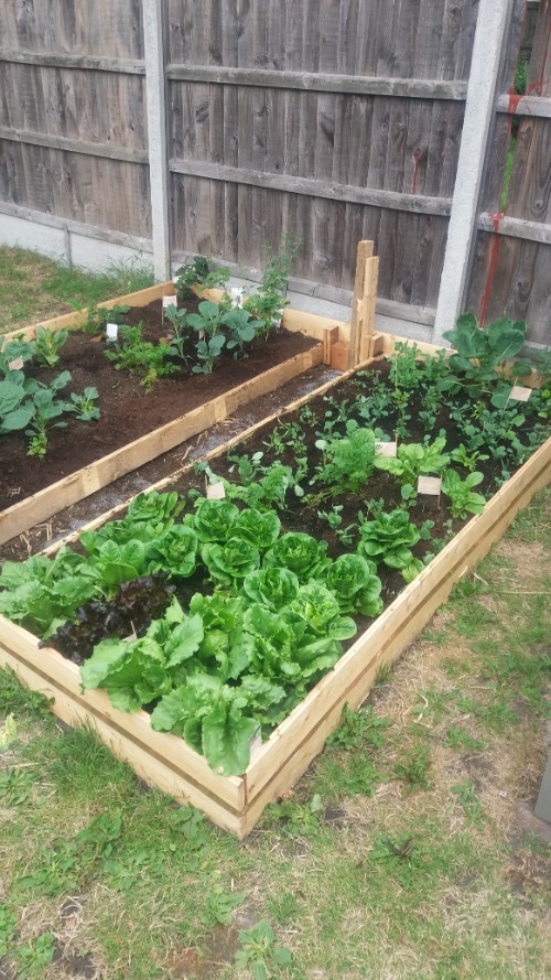 How to Build a Raised Vegetable Bed-growing