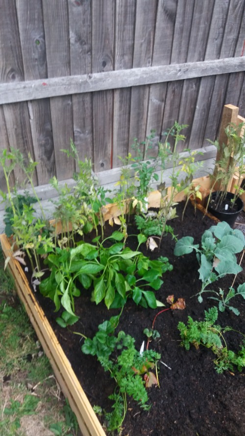 How to Build a Raised Vegetable Bed-growing