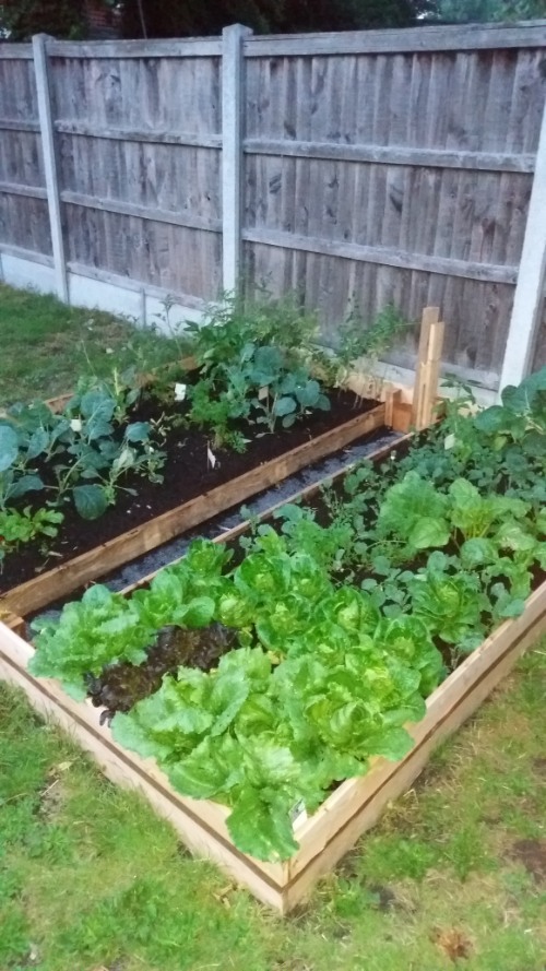 How to Build a Raised Vegetable Bed-growing