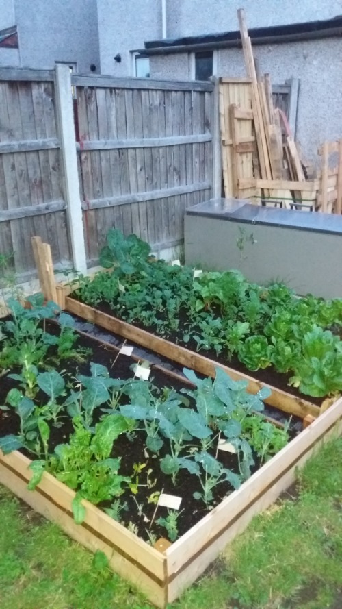 How to Build a Raised Vegetable Bed-growing