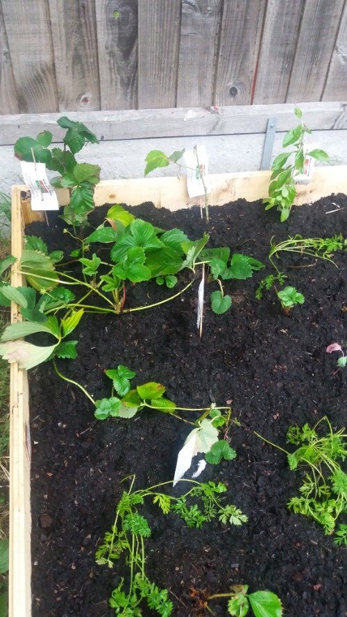 How to Build a Raised Vegetable Bed-growing