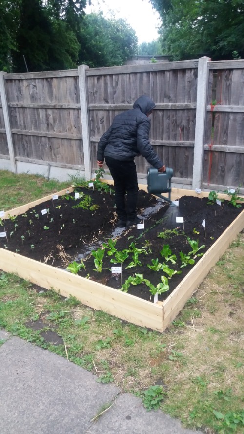 How to Build a Raised Vegetable Bed-watering